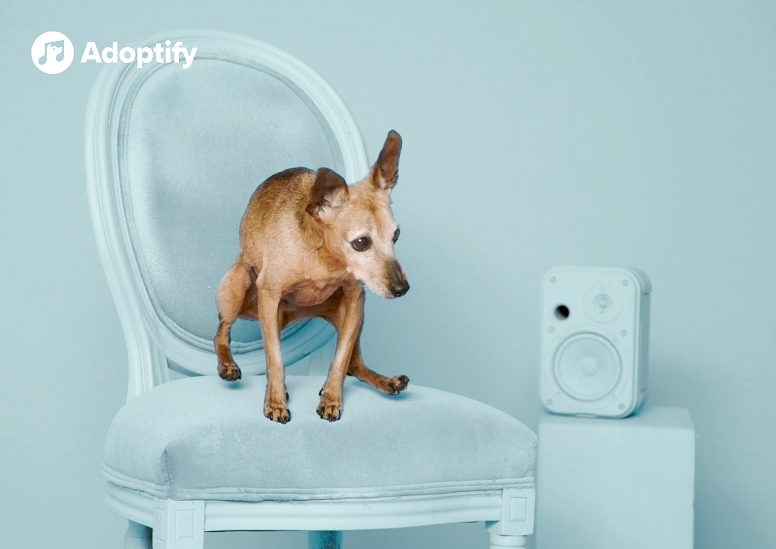 Adoptify